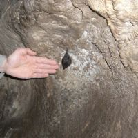 Hanging around in the Bat Cave (Virginia Castick)