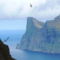 Sea birds and cliffs (Michelle Harvie)