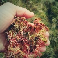 Sphagnum Moss - useful as loo paper if you get caught short.  Also contains water - give it a squeeze and drink (Emily Pitts)