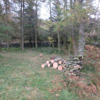 Planted wood after thinning (Dave Shotton)