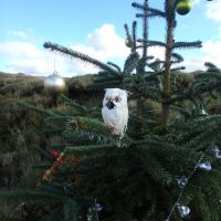 Kinder surprise - a Christmas tree owl! (Dave Shotton)