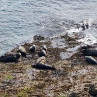Seals at Brazen Ward (Dave Wylie)