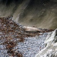 Baby Seal at the Landing Bay (Dave Wylie)