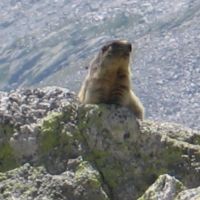 Marmotte (James Richardson)