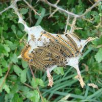 Local wildlife - lackey caterpillars (Malacosoma neustria) (Dave Shotton)