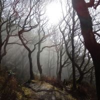 The Misty Wood (Dave Wylie)