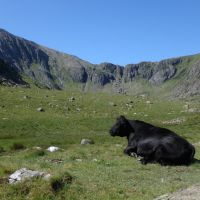 Contented cow contemplating Cwm Idwal (Dave Shotton)