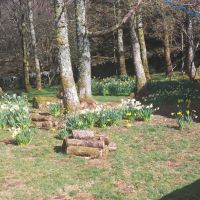 Daffodils in the newly bracken free plantation