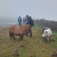 Ponies in the mist