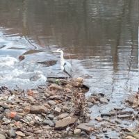 Heron in Hebden Bridge