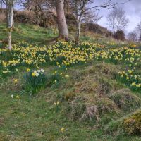 The ever expanding spring crop of daffodils
