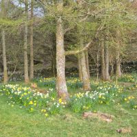 Back coppice and daffs