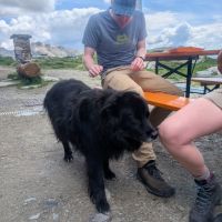 Mountain doggo (Mateusz Wasilewski)