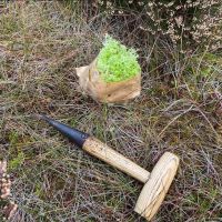 Sphagnum moss plug